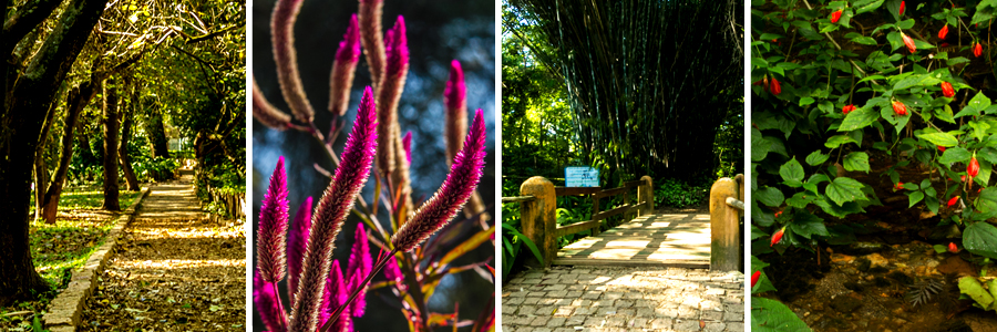 Mosaico com quatro fotografias sendo a primeira de uma trilha com árvores nas laterais, a segunda de flores em tom de rosa, a terceira de uma ponte de madeira amarela com árvores ao fundo, e a quarta de arbustos com folhas verdes e pequenas flores vermelhas.